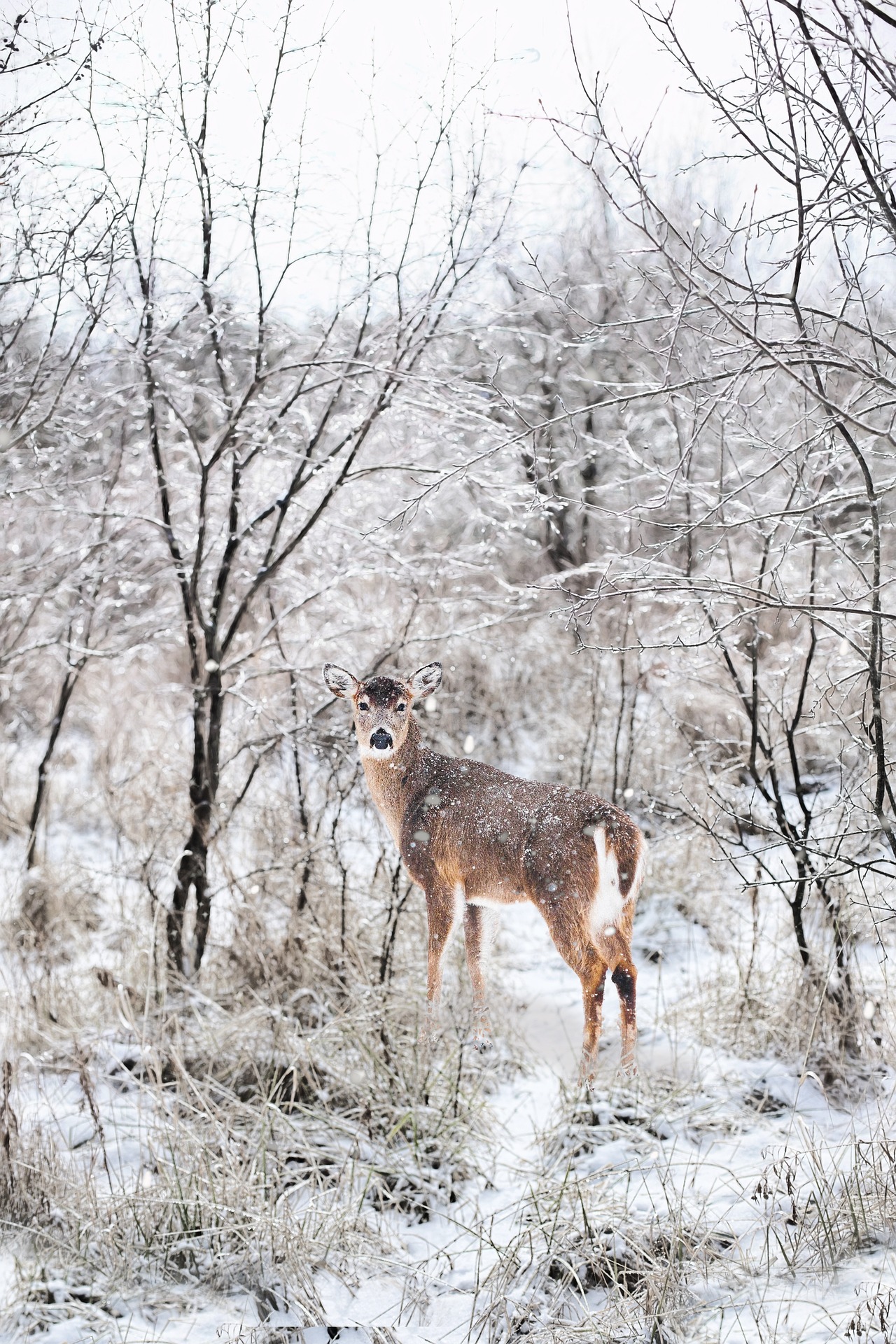 deer in winter field